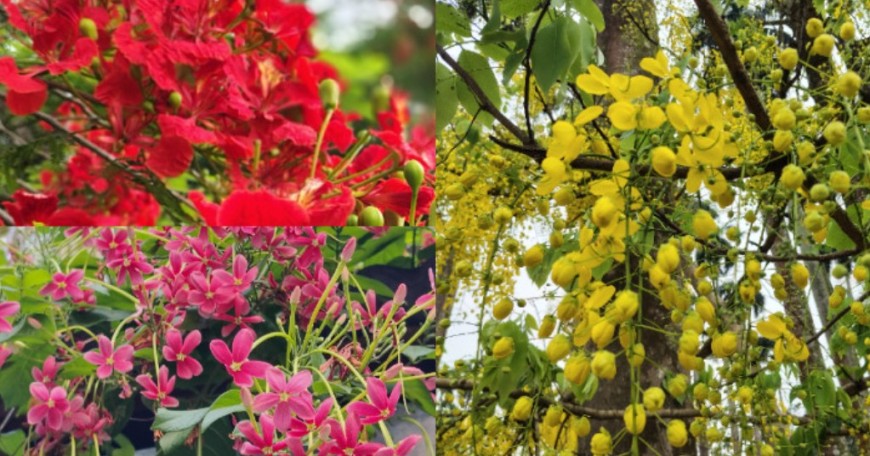 চার ফুলের সাজে অপরূপা নাটোর